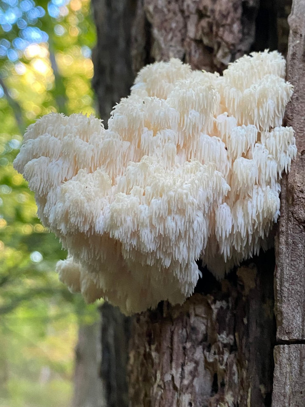 Spring Edible mushroom thread, share you mushroom pictures - Spring ...