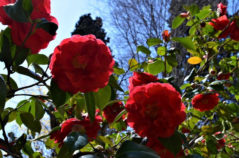 JARDIN BOTANICO-13-4-2013-MADRID - Paseando por España-1991/2017 (13)