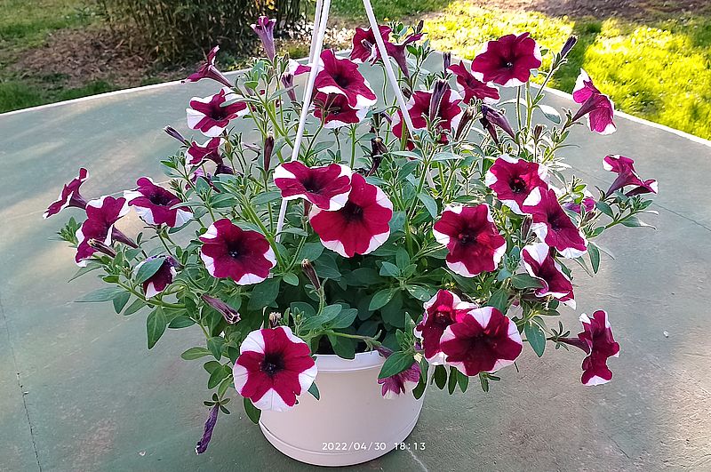 https://i.postimg.cc/PfvnX6Jw/petunia-2022-05-01-re.jpg