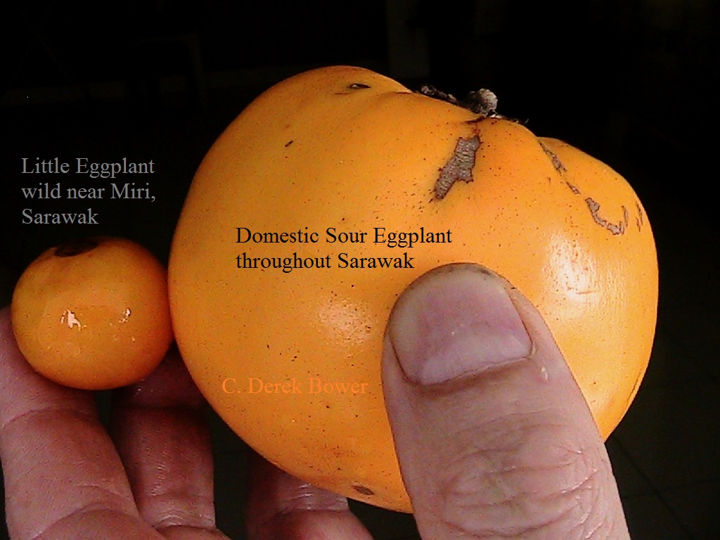 wild and domestic sour yellow eggplants Sarawak 