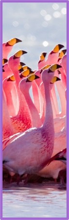 Flamingo-R.jpg