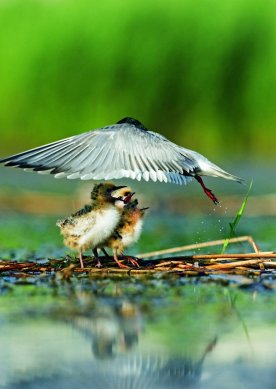 phoca_thumb_l_vacaresti 1