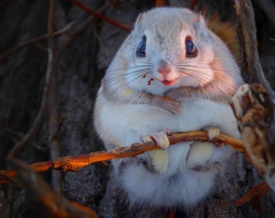 Эдзо-момонга - малоизвестные особенности японской летяги с Хоккайдо Эдзо-момонга - малоизвестные особенности японской летяги с Хоккайдо