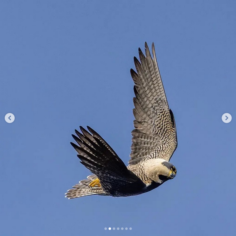 Screenshot 2022-06-17 at 20-32-14 Moon Rabbit Rising (@moon_rabbit_rising) • Instagram photos and vi