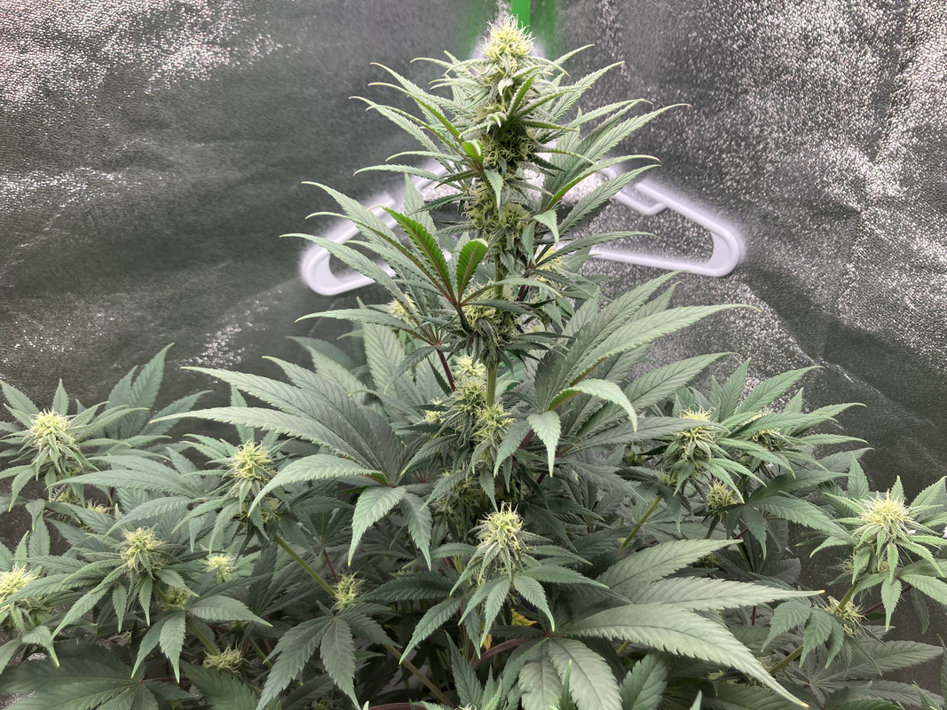 3E6AF084-12A9-4367-9879-B98C03197C57