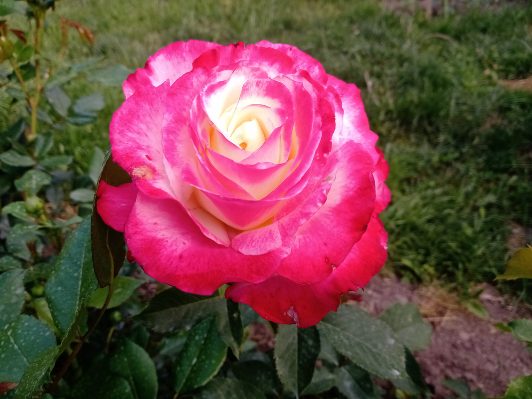 IMG_20220523_075915369