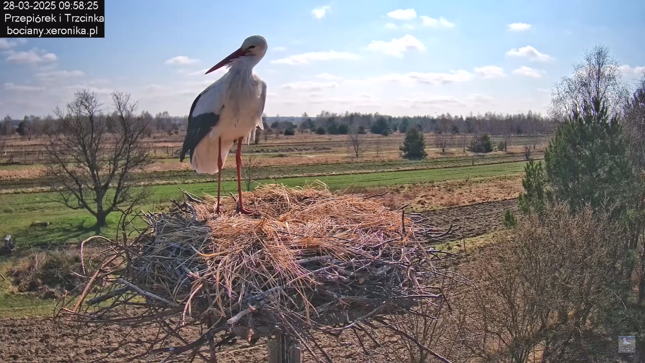 bociany28032025_41