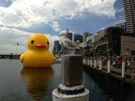 rubber-duck-laser-eyes.gif