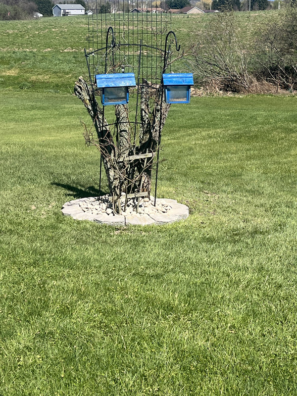 IMG 3250