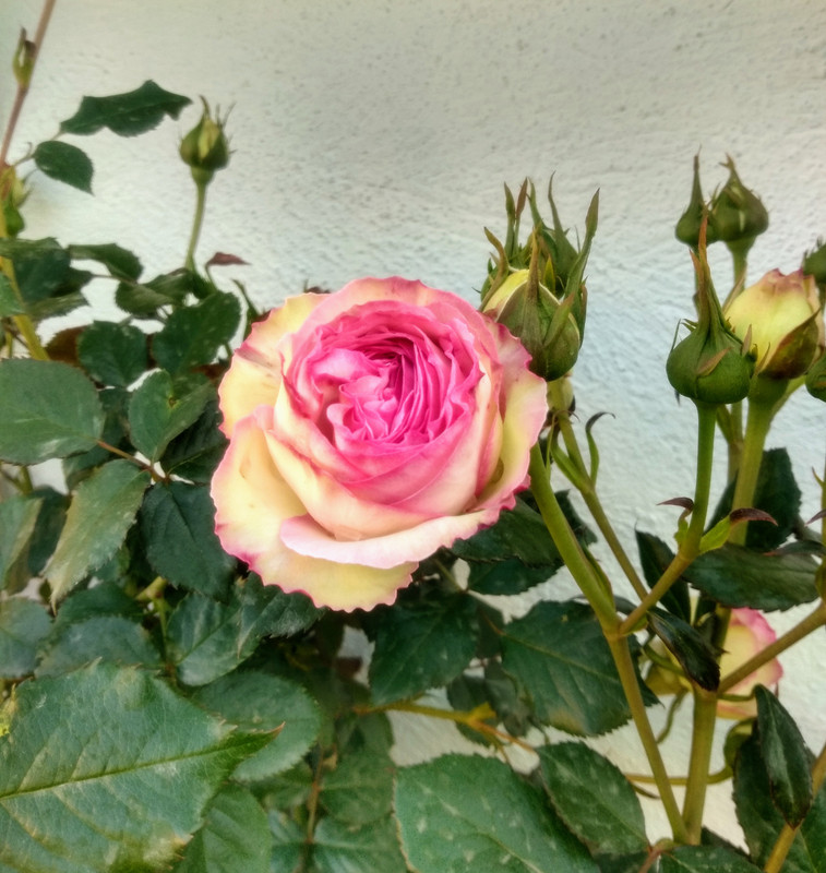 IMG_20190503_074234191_HDR~2
