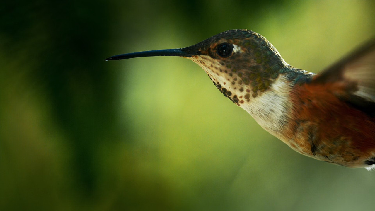 Alaska Earth's Frozen Kingdom (2015) - S01E01 - Spring (1080p x2
