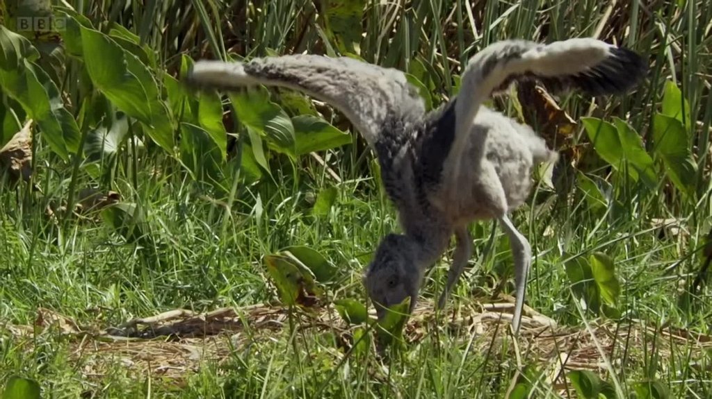 [Image: vu7viq1cj2l8.jpg]