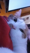 bro-im-trying-to-nap