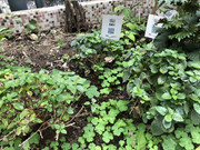 photo-iherbalgarden-3rd-025