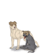 pittiepupadultbrownhead