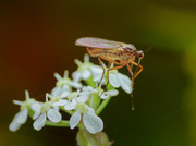Empis tessellata (Dance Fly) - Bdr '23