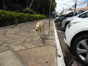 45.3.daylight bystanders III