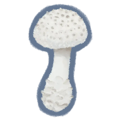 Amanita-cokeri