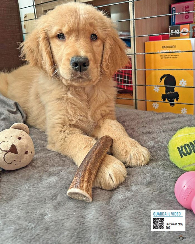 QuattroZampe Mar 2024 (4)