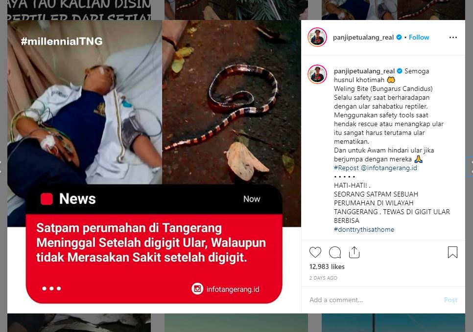 Satpam tewas setelah digigit ular weling