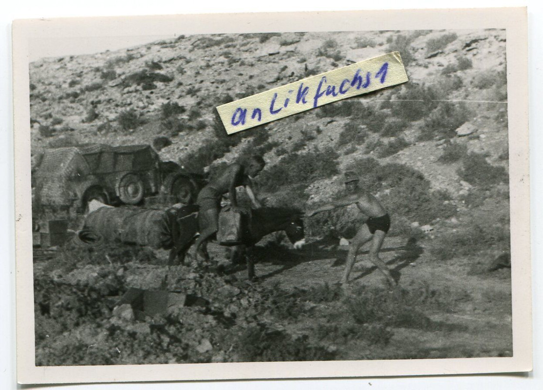 Kübelwagen und Esel in Afrika beim Afrikakorps i