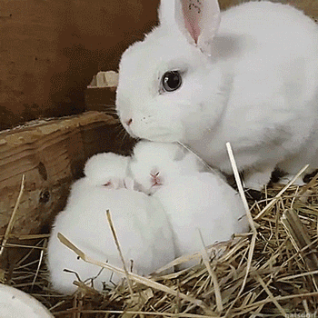 tumblr-91f797a27842aa10d27a1a0dbf52504f-77b2c8c8-400.gif