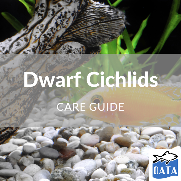 OATA Guide to Dwarf Cichlids - Lincs Aquatics