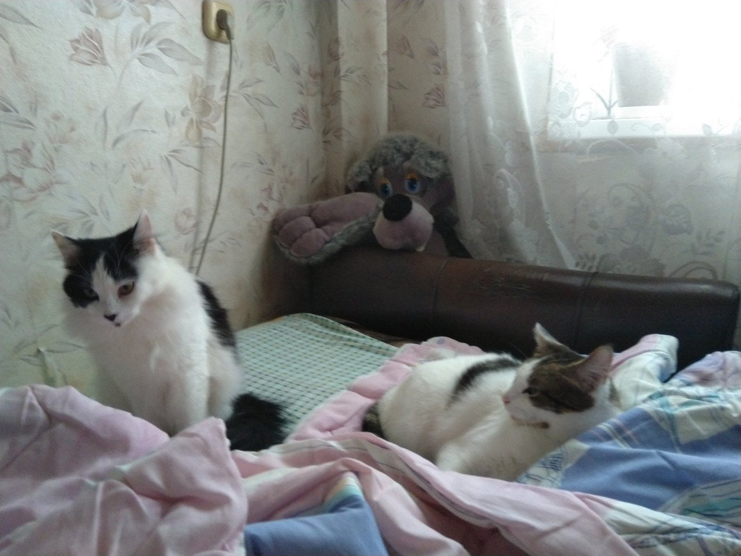 Майка_Бейли