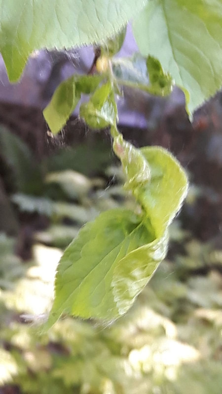 IMG-20180522-WA0020