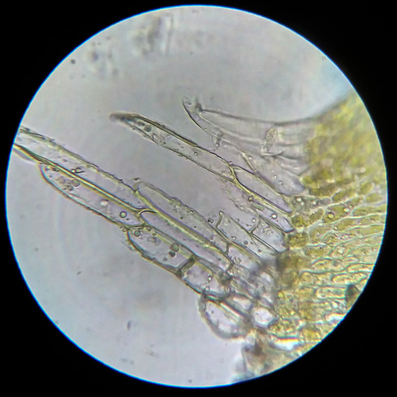 IMG 20250614 204639 HDR