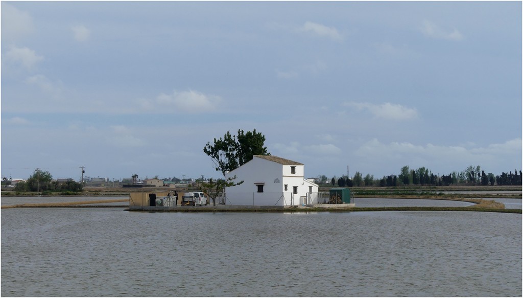 Arroz habitat ( Delta de l'Ebre ) P1150358