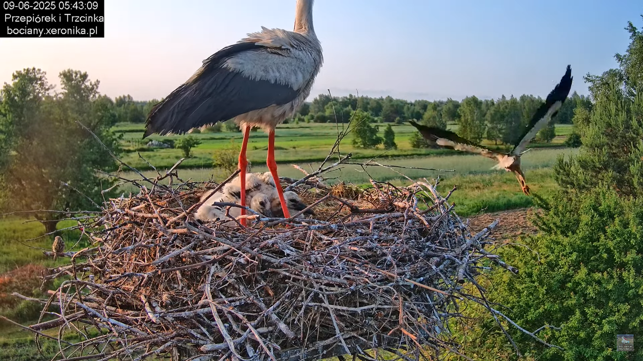 09062025bociany14