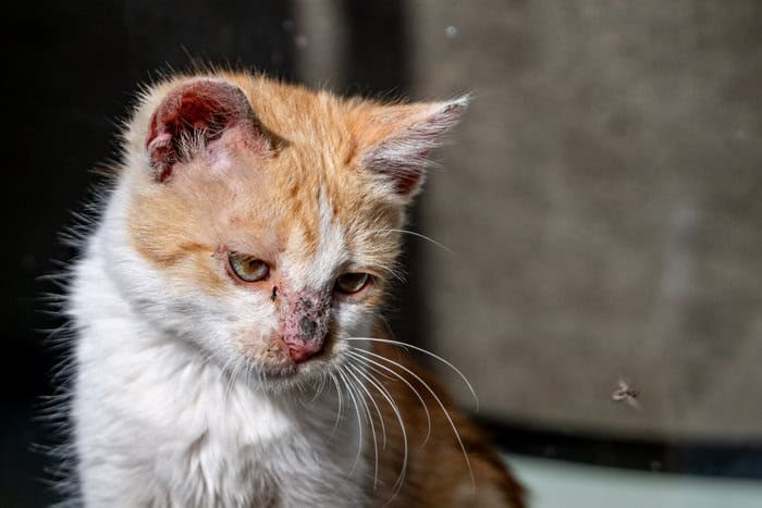 Stray cat looking at camera