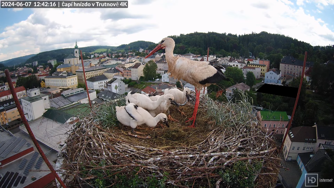 Tiešraidē no stārķa ligzdas uz alus darītavas skursteņa Trutnovā 13-38-44 screenshot