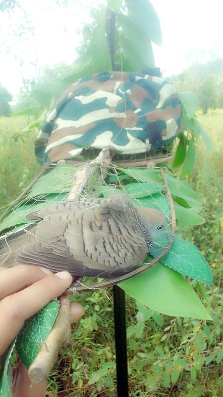 Taman Jerai AIMST (5)