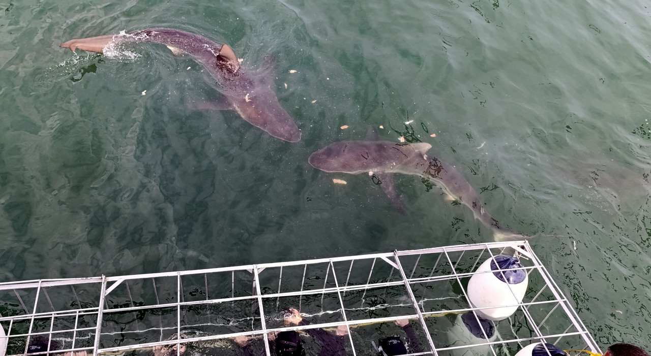 Такая близкая Африка. (ЮАР. 22 дня и 4200 км. Ноябрь-Декабрь)