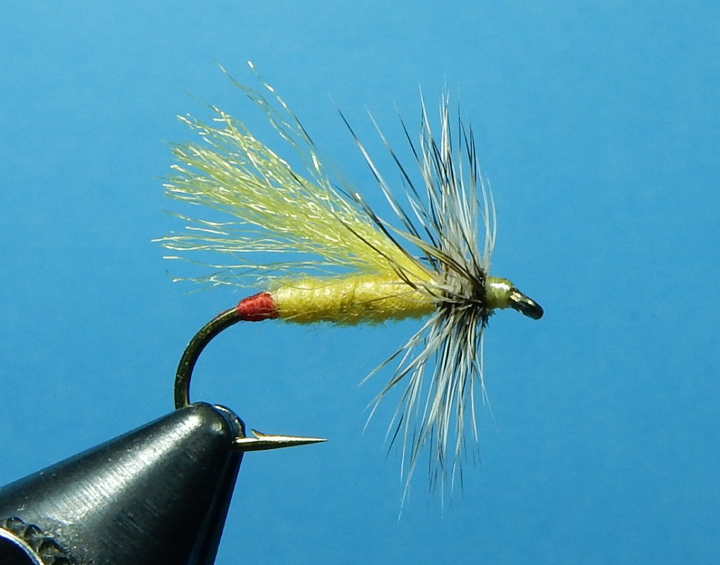 Yellow-Sally-1080.jpg Yellow-Sally-1080.jpg
