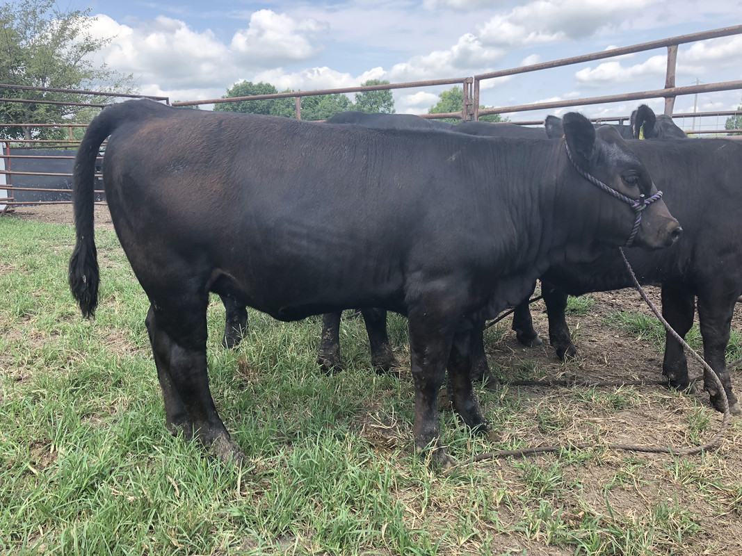 2018 show calf