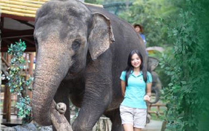 Pertunjukan Elephant Show di Taman Safari Bogor.