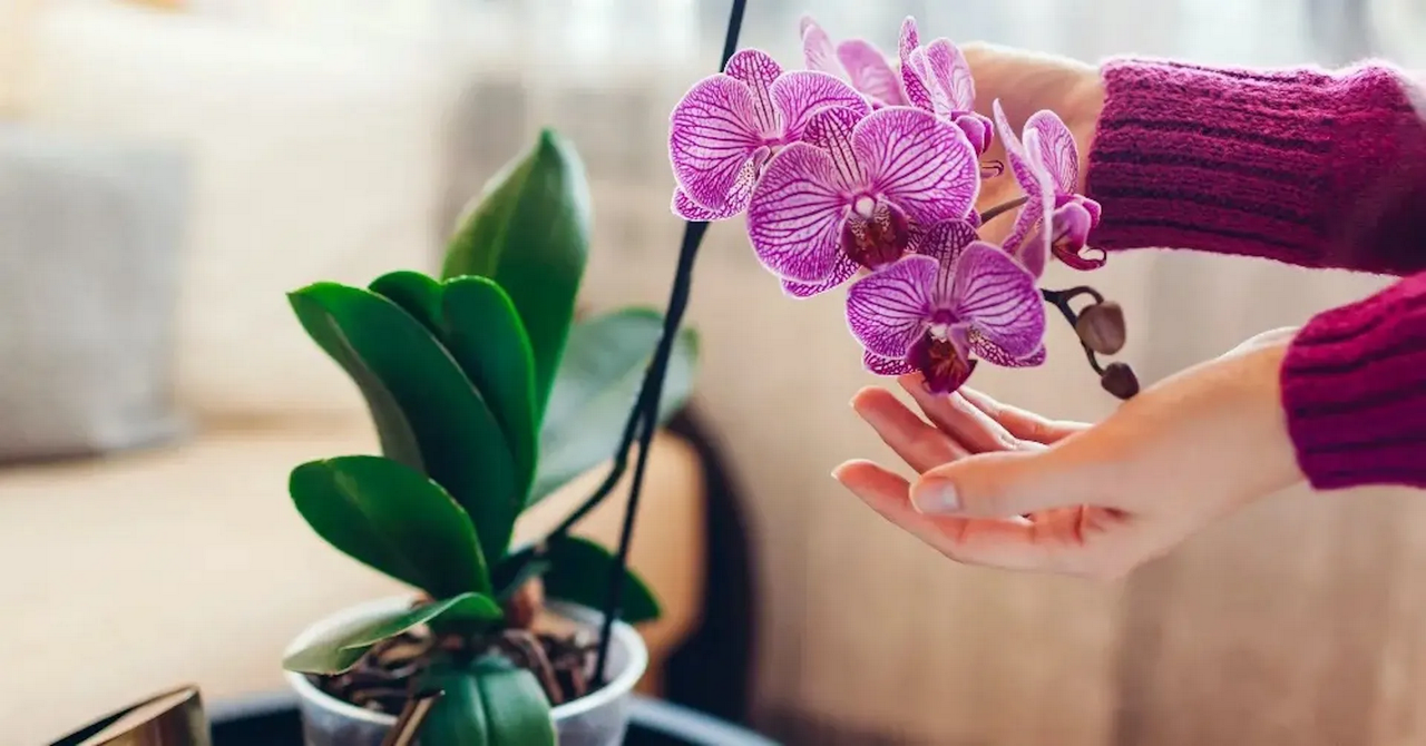 ¿Qué significa que te regalen una orquídea?