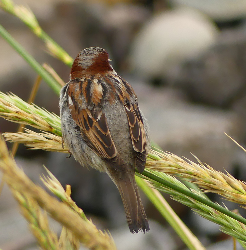 SPARROW 9 180724