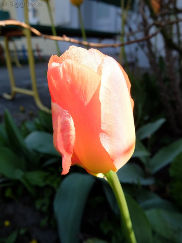 DSCF4355