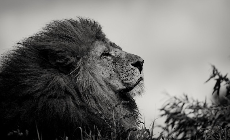 blacknwhite-male-lion.jpg