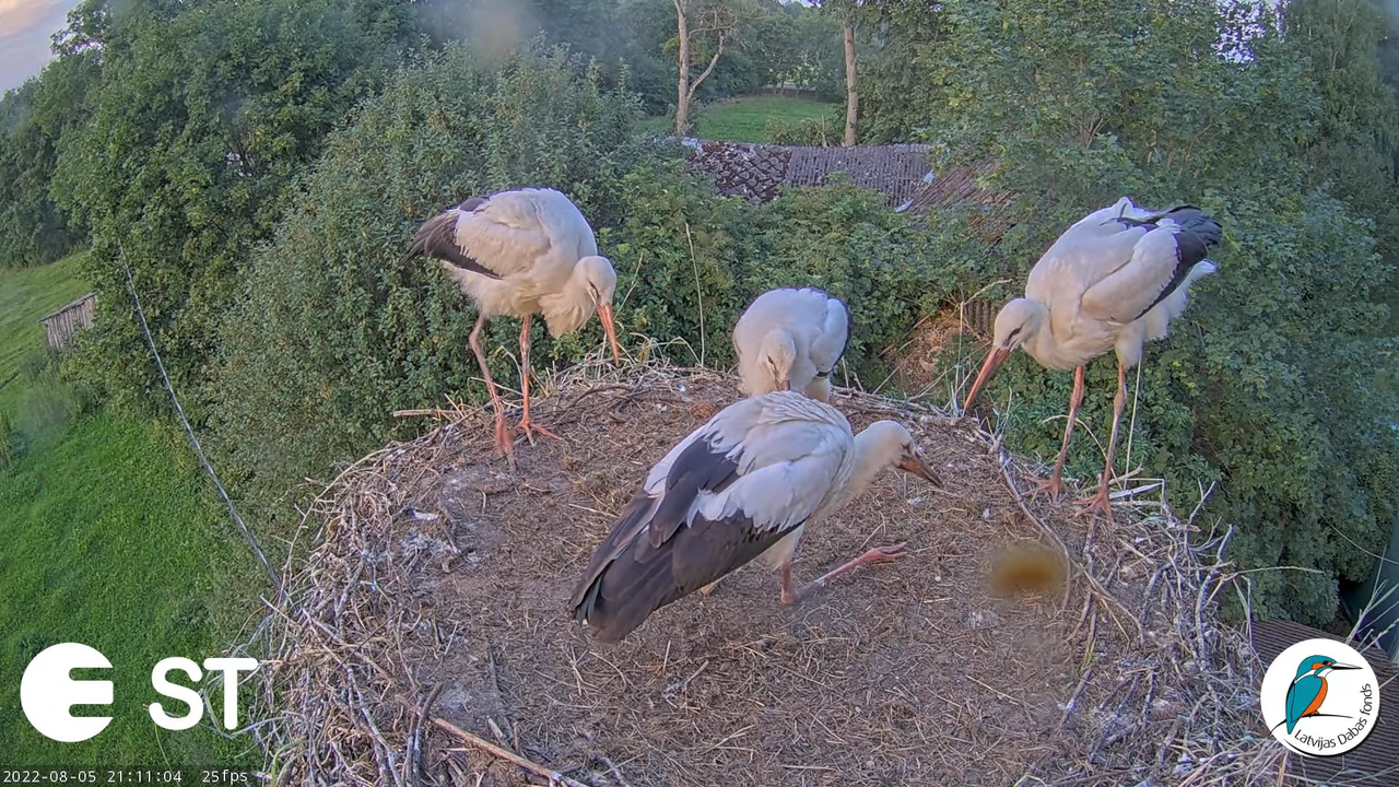 Baltie stārķi (Ciconia ciconia) Tukuma novadā - LDF tiešraide __ White storks in Tukums, Latvia 12-1