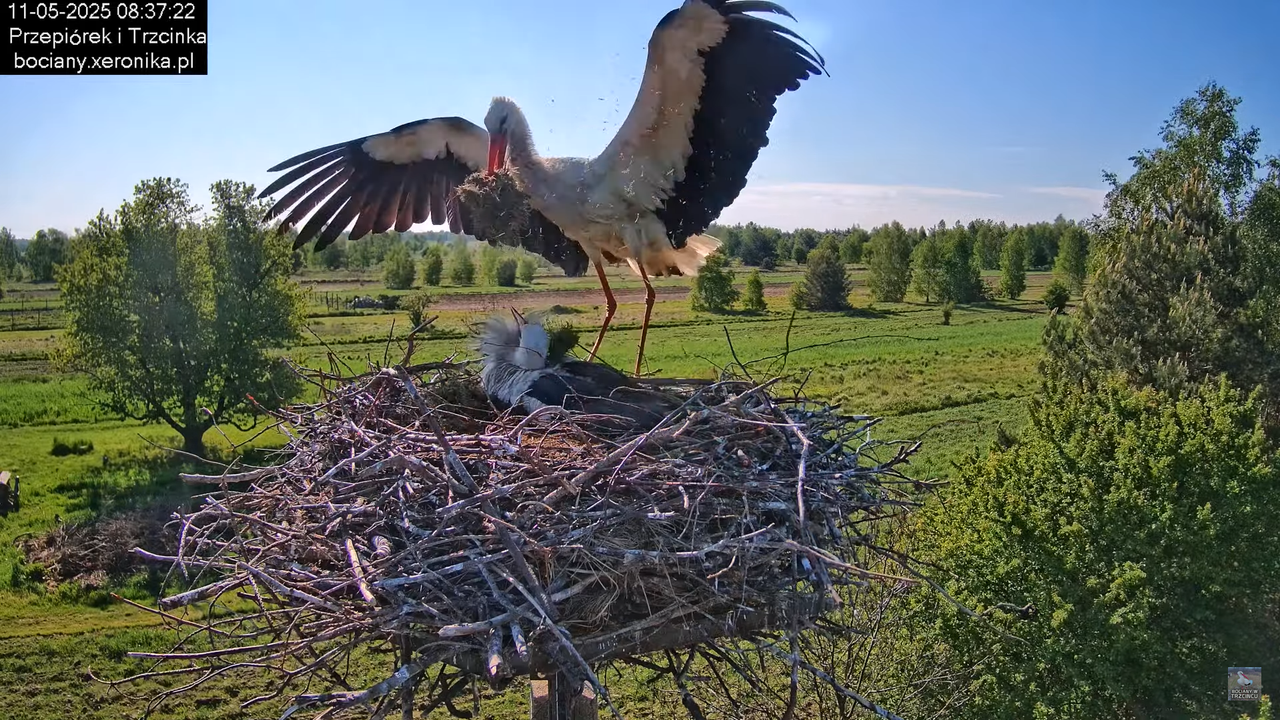11052025bociany17