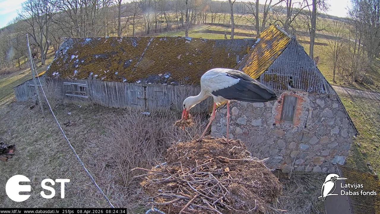 Baltie stārķi (Ciconia ciconia) Tukuma novadā White storks in Tukums Latvia 6 47 15 screenshot