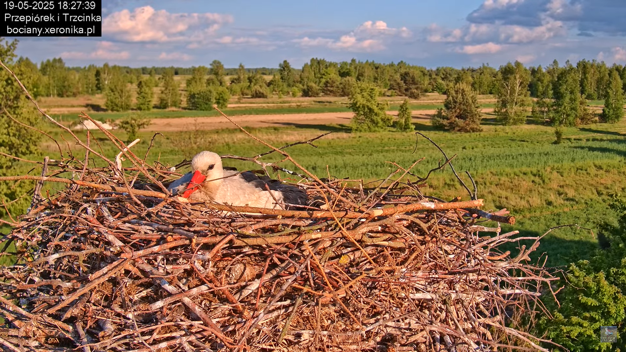 19052025bociany26