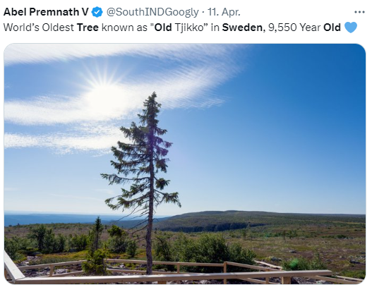 Älteste Fichte Schwedens