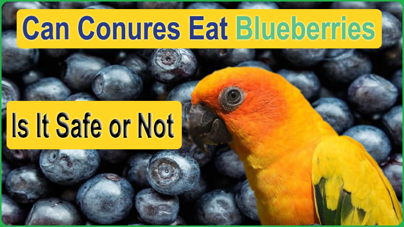 Can Conures Eat Blueberries