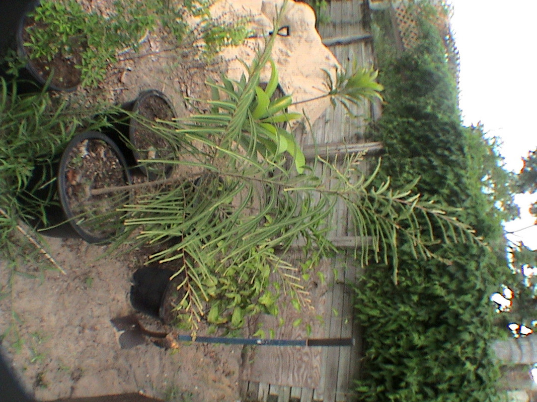 DSC00795